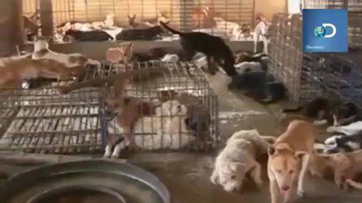 5.000.000 (5) TRIỆU chú chó đáng thương mỗi năm bị giết tại Việt Nam)