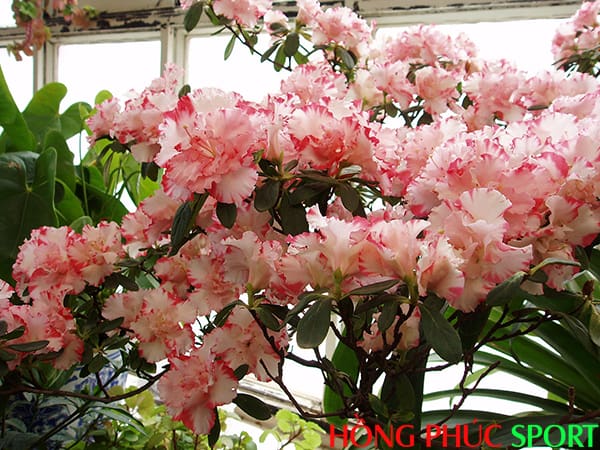 Hoa Thạch Nam nổi tiếng tại thành phố London Hoa Thạch Nam nổi tiếng tại thành phố London